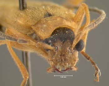 Media type: image;   Entomology 24170 Aspect: head frontal view